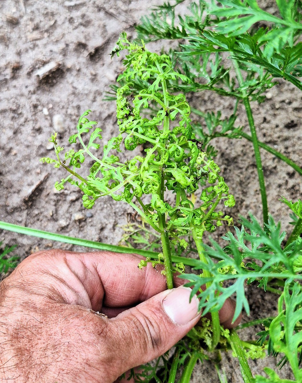 Reddish bronzing of carrot leaves